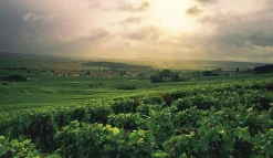 Bøger Bøger<Champagne - Wine of Kings and the King of Wines