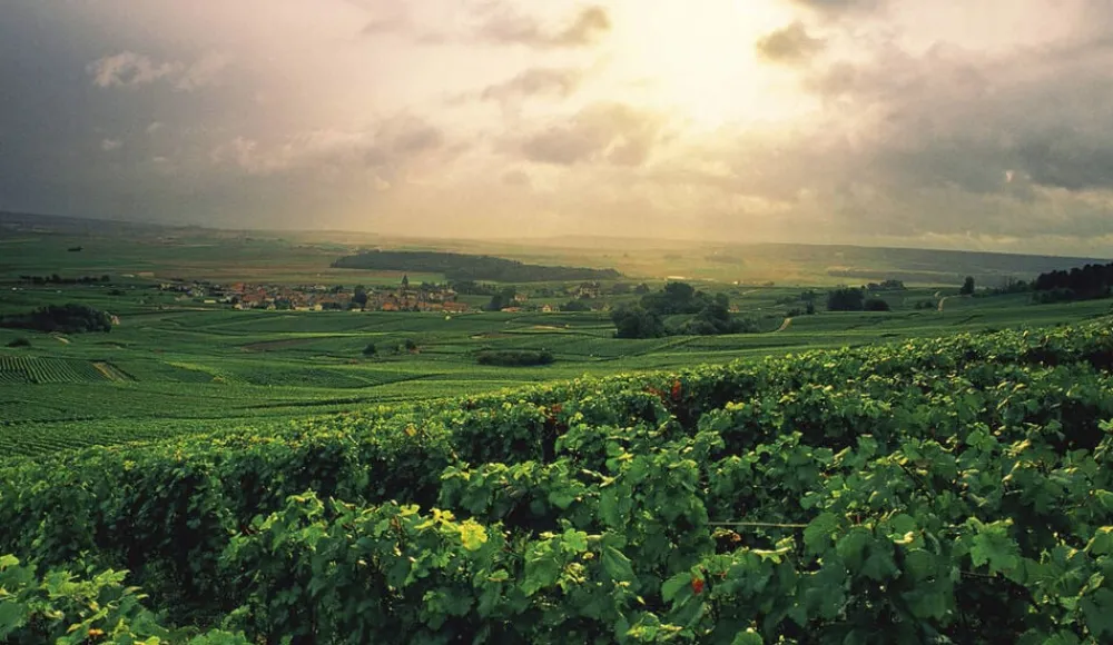 Bøger Bøger<Champagne - Wine of Kings and the King of Wines