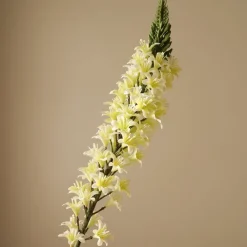 Botané Figurer & Skulpturer<Eremurus Large Foxtail Lily