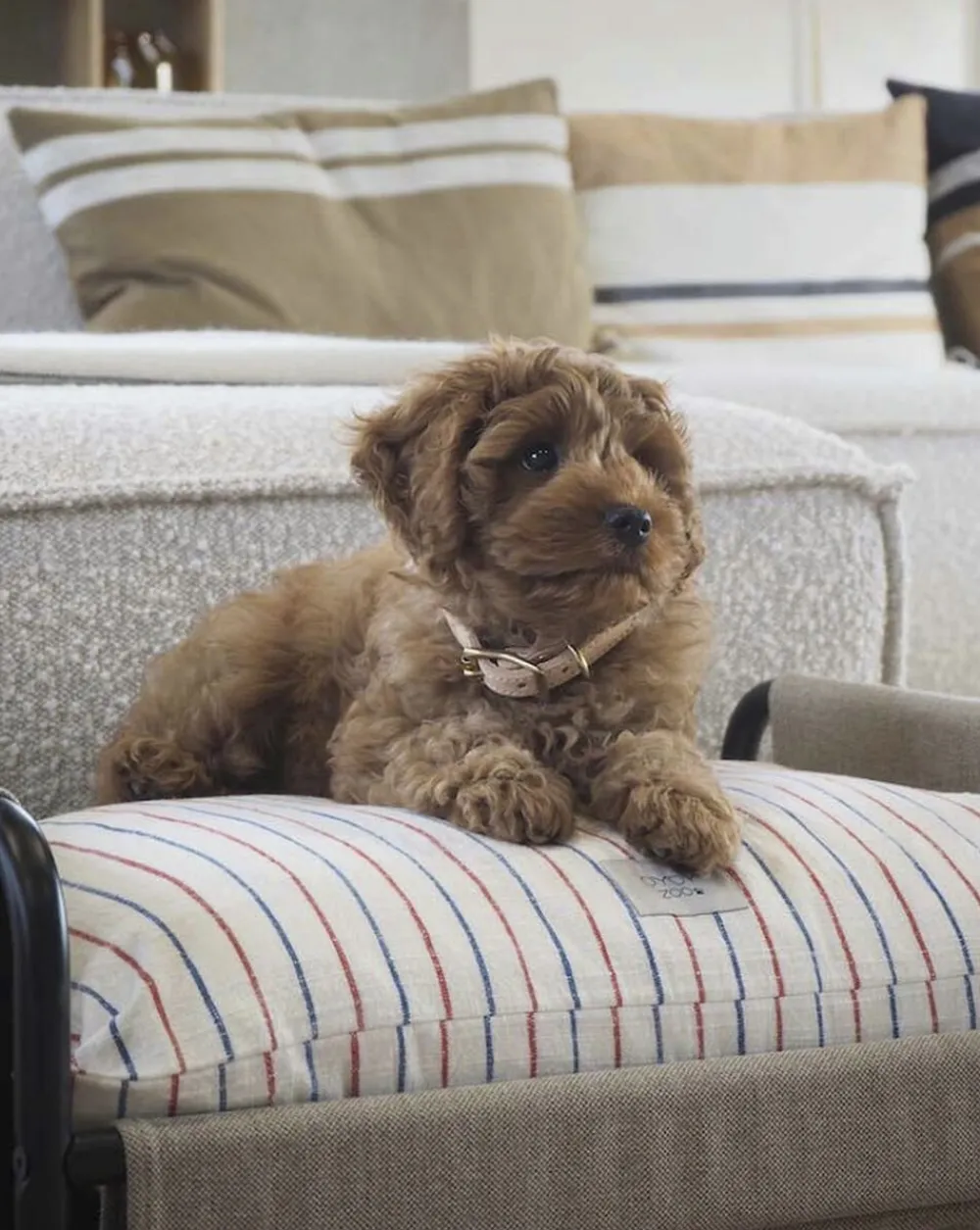 OYOY Living Design Til Boligens Kæledyr<Milo Hundeseng - Medium