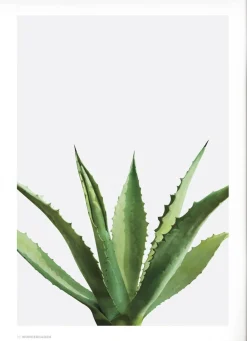 Poster & Frame Plakater & Rammer<Wonderhagen - Agave plakat Gr&oslash;n